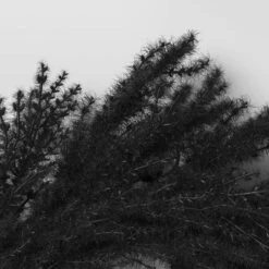 Halloween Grass Wreath Black - Threshold™ -Threshold Décor Deals Store GUEST 135f1d1a 30c8 47a4 b104 5579e433304c