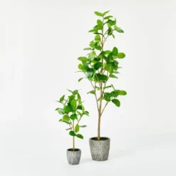 Banyan Tree Potted - Threshold™ Designed With Studio McGee -Threshold Décor Deals Store GUEST 15cd2526 7a74 4a08 9fe1 2d0826607ef4