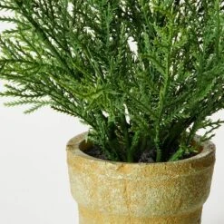 Small Potted Cyprus - Threshold™ Designed With Studio McGee 5 Small Potted Cyprus - Threshold™ Designed With Studio McGee -Threshold Décor Deals Store GUEST 54096500 37dc 4b77 a920 a283c8e88bb1