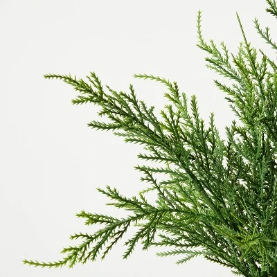 Small Potted Cyprus - Threshold™ Designed With Studio McGee 2 Small Potted Cyprus - Threshold™ Designed With Studio McGee - Image 2