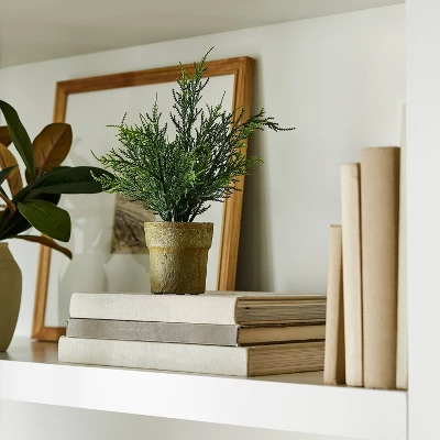 Small Potted Cyprus - Threshold™ Designed With Studio McGee 1 Small Potted Cyprus - Threshold™ Designed With Studio McGee